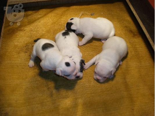 PoulaTo: French Bulldog